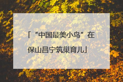 “中国最美小鸟”在保山昌宁筑巢育儿