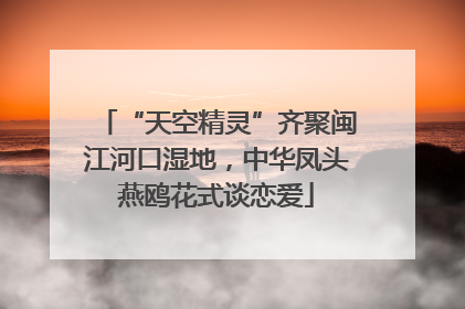 “天空精灵”齐聚闽江河口湿地，中华凤头燕鸥花式谈恋爱