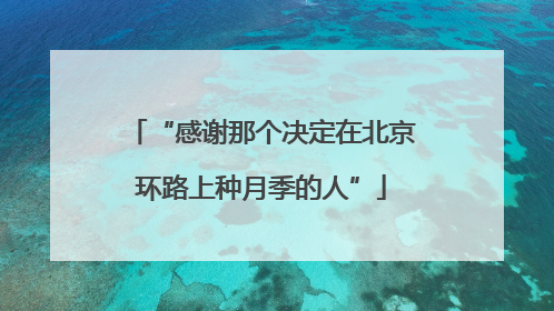 “感谢那个决定在北京环路上种月季的人”