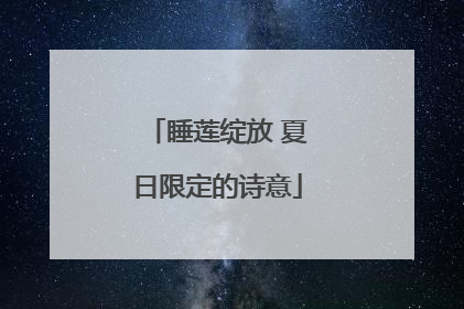 睡莲绽放 夏日限定的诗意