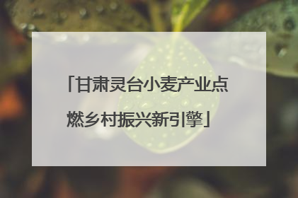 甘肃灵台小麦产业点燃乡村振兴新引擎