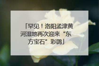 罕见！洛阳孟津黄河湿地再次迎来“东方宝石”彩鹮
