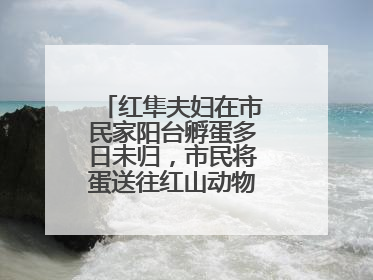 红隼夫妇在市民家阳台孵蛋多日未归，市民将蛋送往红山动物园“抢救”