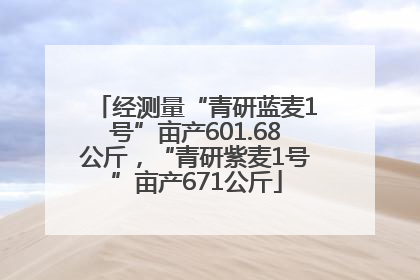 经测量“青研蓝麦1号”亩产601.68公斤，“青研紫麦1号”亩产671公斤