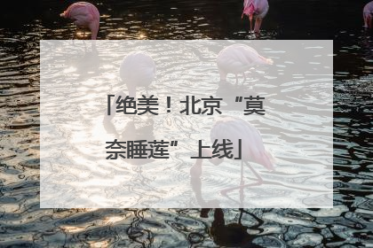 绝美！北京“莫奈睡莲”上线