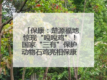 保康：楚源福地惊现“嘎嘎鸡”！国家“三有”保护动物石鸡亮相保康沿河公园
