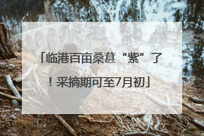临港百亩桑葚“紫”了！采摘期可至7月初