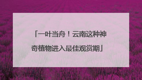 一叶当舟！云南这种神奇植物进入最佳观赏期