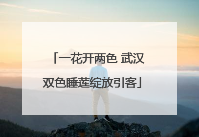 一花开两色 武汉双色睡莲绽放引客