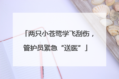 两只小苍鹭学飞刮伤，管护员紧急“送医”