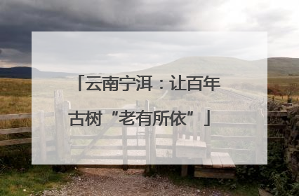 云南宁洱：让百年古树“老有所依”