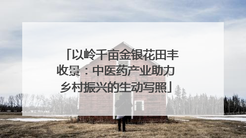 以岭千亩金银花田丰收景：中医药产业助力乡村振兴的生动写照
