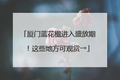 厦门蓝花楹进入盛放期！这些地方可观赏→