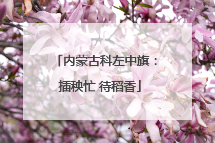 内蒙古科左中旗：插秧忙 待稻香