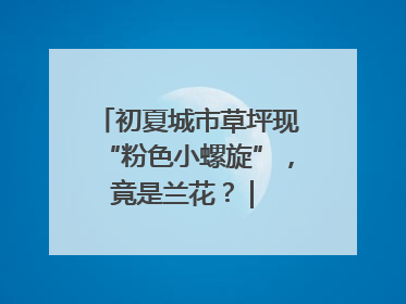 初夏城市草坪现“粉色小螺旋”，竟是兰花？ | 小叶子沪花记