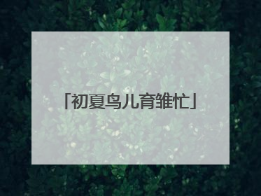 初夏鸟儿育雏忙