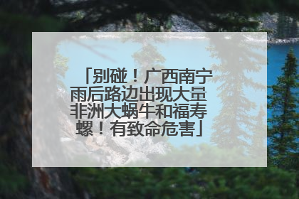 别碰！广西南宁雨后路边出现大量非洲大蜗牛和福寿螺！有致命危害