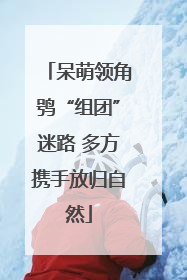 呆萌领角鸮“组团”迷路 多方携手放归自然