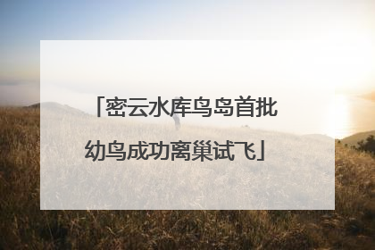 密云水库鸟岛首批幼鸟成功离巢试飞