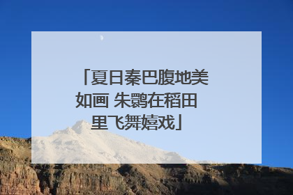 夏日秦巴腹地美如画 朱鹮在稻田里飞舞嬉戏
