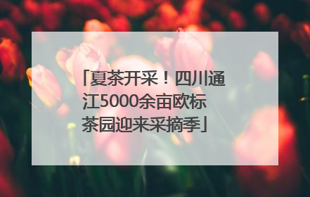 夏茶开采！四川通江5000余亩欧标茶园迎来采摘季