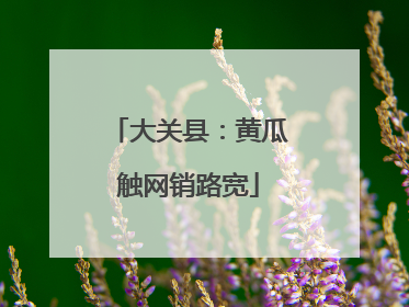 大关县：黄瓜触网销路宽