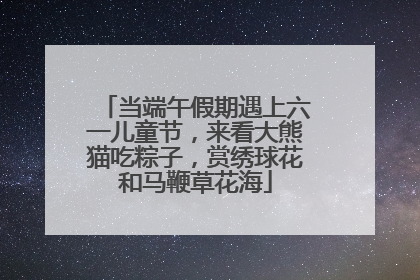 当端午假期遇上六一儿童节，来看大熊猫吃粽子，赏绣球花和马鞭草花海