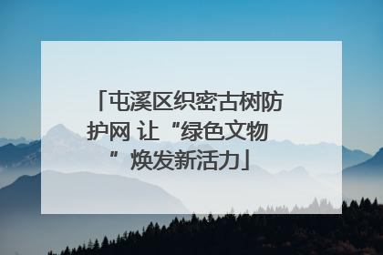 屯溪区织密古树防护网 让“绿色文物”焕发新活力