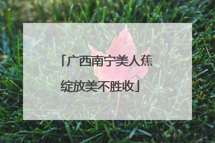 广西南宁美人蕉绽放美不胜收