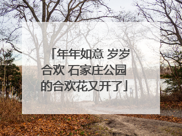 年年如意 岁岁合欢 石家庄公园的合欢花又开了