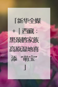 新华全媒+｜西藏：黑颈鹤家族高原湿地喜添“萌宝”