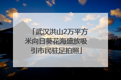 武汉洪山2万平方米向日葵花海盛放吸引市民驻足拍照