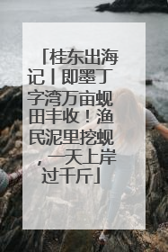 桂东出海记丨即墨丁字湾万亩蚬田丰收！渔民泥里挖蚬，一天上岸过千斤