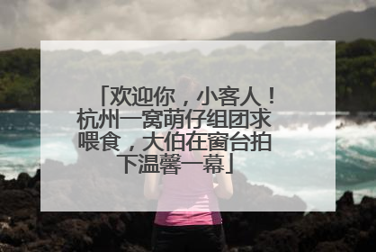 欢迎你，小客人！杭州一窝萌仔组团求喂食，大伯在窗台拍下温馨一幕