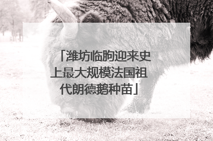 潍坊临朐迎来史上最大规模法国祖代朗德鹅种苗