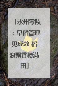 永州零陵：早稻管理见成效 稻浪飘香穗满田