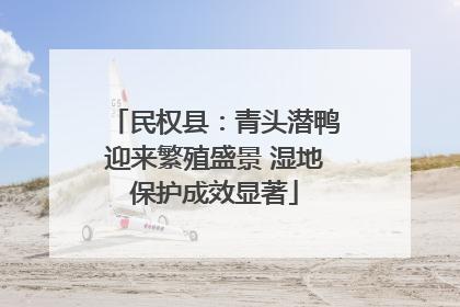 民权县：青头潜鸭迎来繁殖盛景 湿地保护成效显著