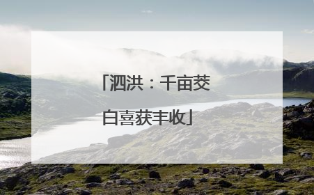 泗洪：千亩茭白喜获丰收
