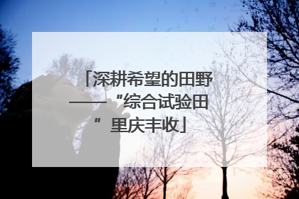 深耕希望的田野——“综合试验田”里庆丰收