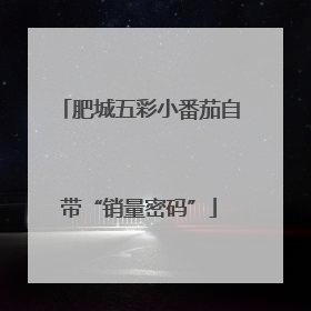 肥城五彩小番茄自带“销量密码”