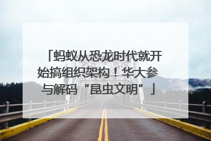 蚂蚁从恐龙时代就开始搞组织架构！华大参与解码“昆虫文明”