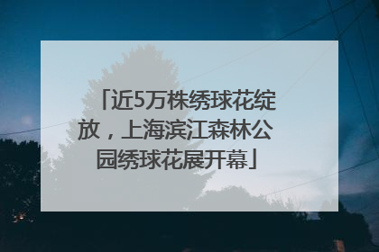近5万株绣球花绽放，上海滨江森林公园绣球花展开幕