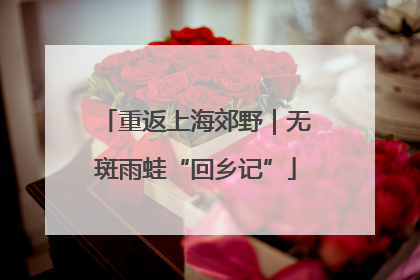 重返上海郊野｜无斑雨蛙“回乡记”