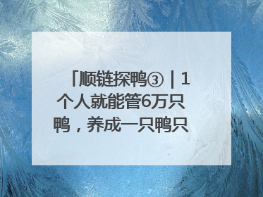 顺链探鸭③｜1个人就能管6万只鸭，养成一只鸭只需50多天