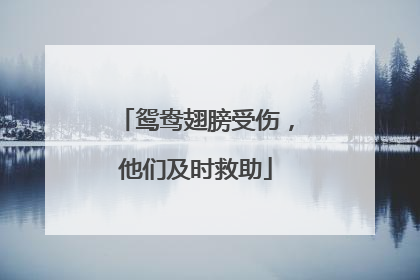鸳鸯翅膀受伤，他们及时救助