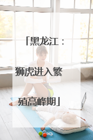 黑龙江：狮虎进入繁殖高峰期