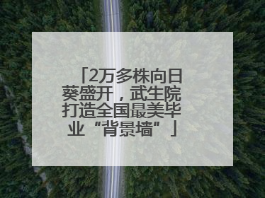 2万多株向日葵盛开，武生院打造全国最美毕业“背景墙”