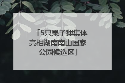 5只果子狸集体亮相湖南南山国家公园候选区